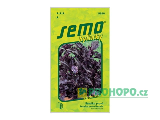 SEMO Bazalka pravá Purple Ruffles červenolistá kadeřavá