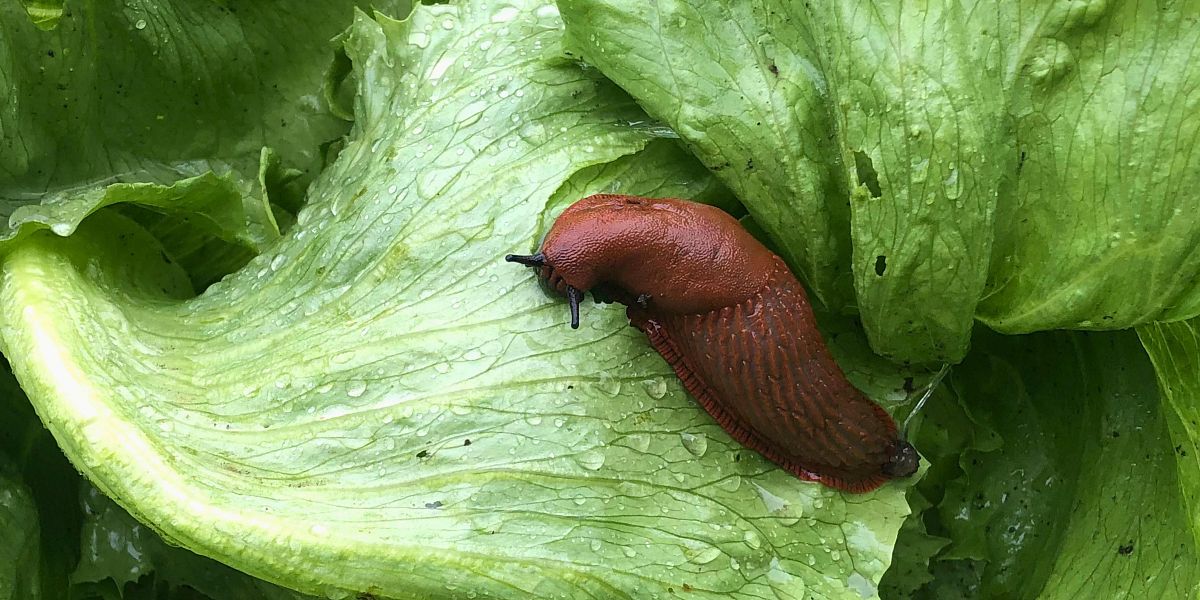 Hubení slimáků na zahradě: co opravdu funguje na slimáky v zelenině, jahodách i ve skleníku