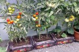 FLORIA Substrát pro rajčata a papriky 40l  ["otoč a sázej"]