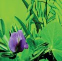 FORESTINA Semínko Směs luskoobilní 500g - merkantil pro zelené hnojení