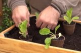 Jiffy Rašelinový květináč 8cm - pro snadné, rychlé a zdravé předpěstování rostlin