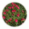 Letničková směs Jahoda 50g - květinový porost 40-60cm vysoký