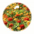 Letničková směs Oranžový koberec 50g - květinový koberec 60-100cm vysoký