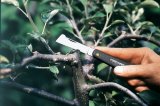 Nůž Fiskars 125900 očkovací K60