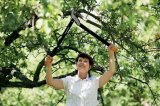 Nůžky Fiskars 112580 na silné větve PowerGear™ L77 převodové, jednočepelové (L)