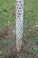 Ochrana stromu provlékací 103cm -  k ochraně kmenů listnatých stromků před okusem zvěří