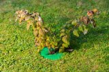 Ochrana stromu TreeGuard 25cm [GR250] - chrání kmen stromu proti poškození sekačkou