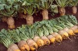 OSEVA UNI Řepa krmná Ursus Poly žlutá 20kg - uznané certifikované osivo