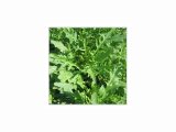 SEMO Roketa - Rukola setá Wild Rocket