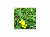 SEMO Roketa - Rukola setá Wild Rocket