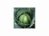 SEMO Zelí hlávkové Polar pozdní ke skladování