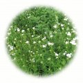 Travobylinná směs Koridor 10kg - bylinná rekultivační směs