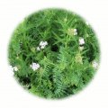 Travobylinná směs Koridor 1kg - bylinná rekultivační směs