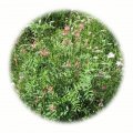 Travobylinná směs Koridor 1kg - bylinná rekultivační směs